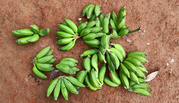 This image shows bananas in bunches and in pieces. It illustrates the fact that different classifiers are used depending on whether you are counting individual bananas or bunches of bananas.