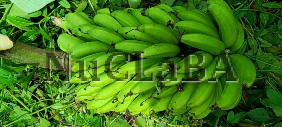 This is one bundle of banana aimed to emphasise the referential specification of a numeral classifier on a n enumerated noun